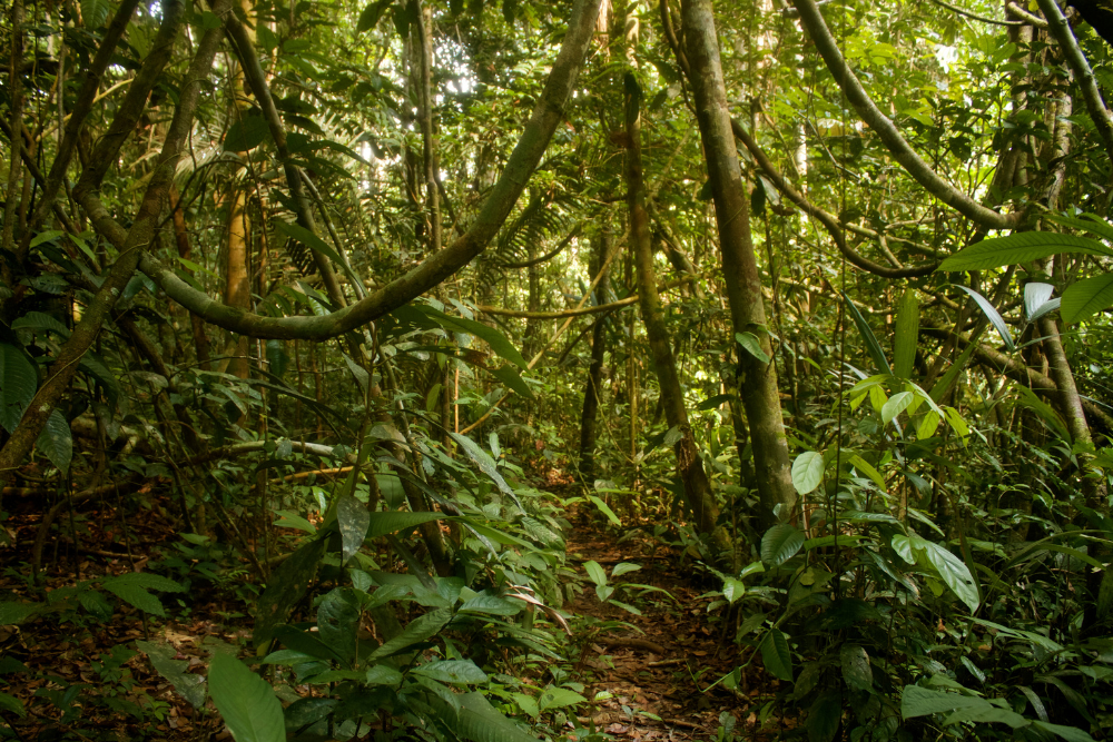 Tropical rainforest, lush foliage, thick trunks and hanging vines; dappled sunlight, editorial travel photo, no people.