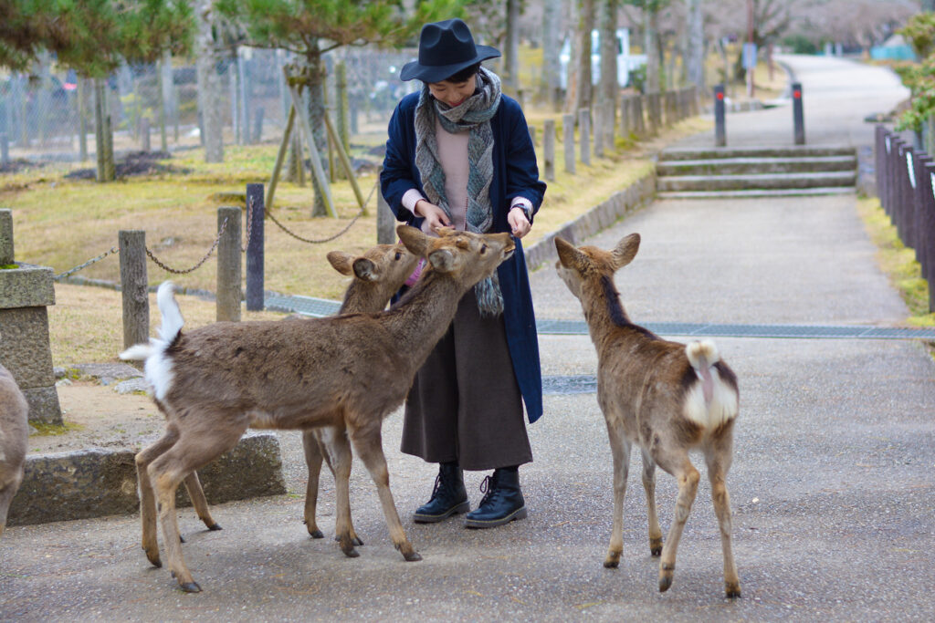 A person in a hat feeds four deer on a paved path near a fenced area.