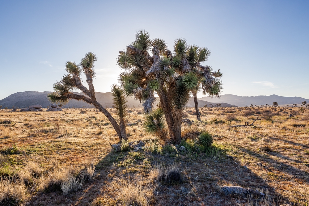 A Joshua tree in a desert landscape with mountains and clear sky in the background.