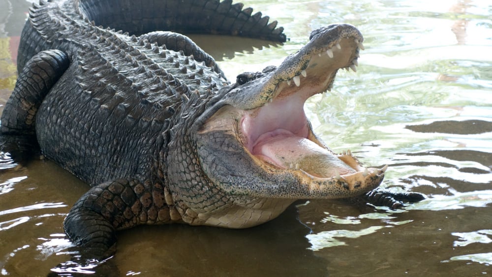 Alligator with open mouth, lying on a wet surface, displaying sharp teeth and detailed scales.