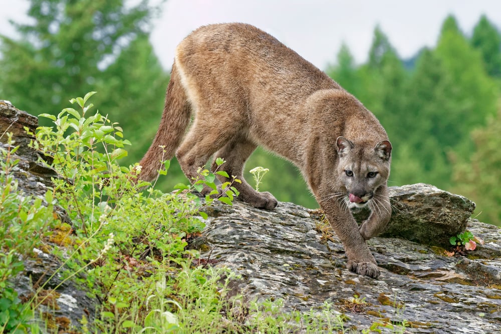 Rocky forest, cougar with tawny coat center frame, overcast light, documentary style wildlife photo, no people.