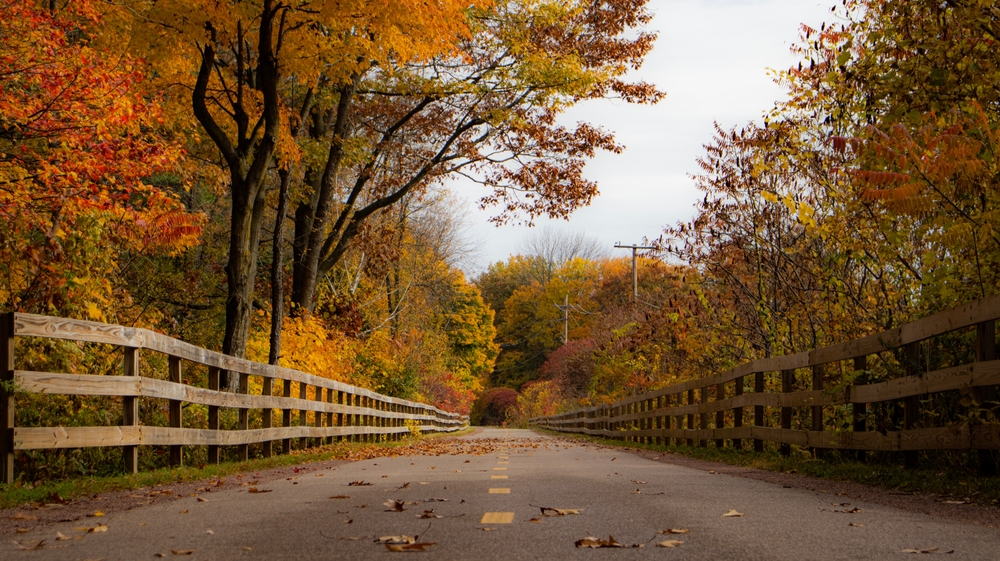 Scenic park path, autumn foliage tunnel, fences line walkway, golden afternoon light, editorial travel photo, no people.