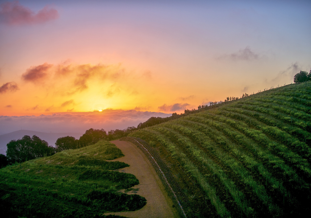 Hillside vineyard, glowing sunset, rows of grapevines with winding path, golden hour, editorial travel photo, no people.