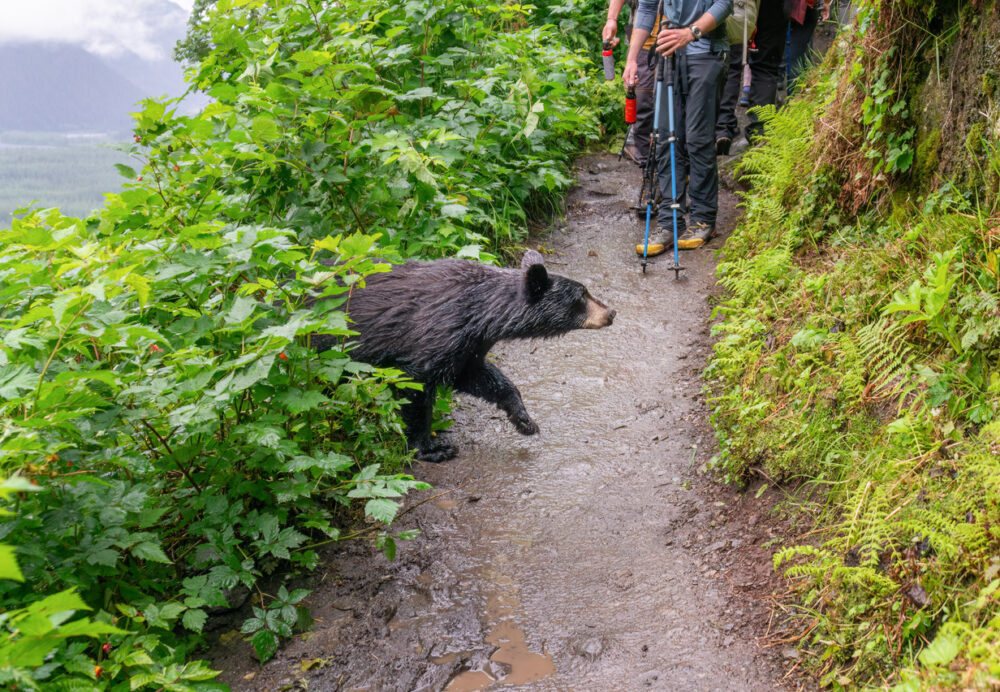 Forest trail, black bear cub walking, hikers and greenery close by, midday natural light, editorial travel photo, people present.
