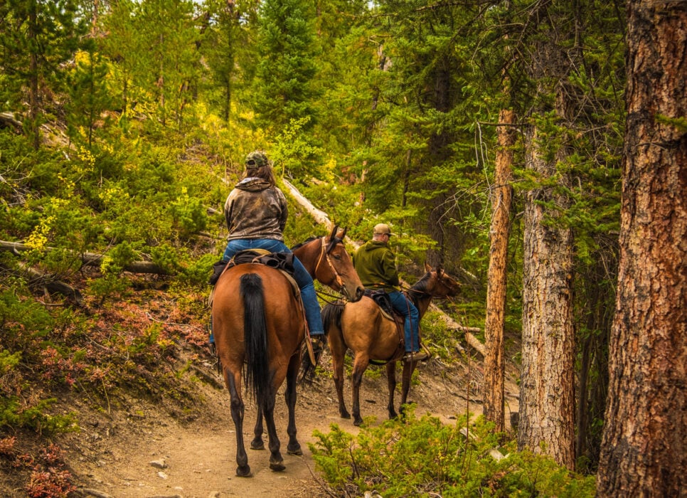 Two people horseback riding on a forest trail surrounded by tall trees.