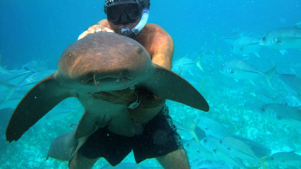 Diver underwater holding a nurse shark surrounded by fish in clear blue water.