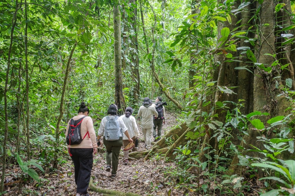 A group of people walking through a dense, green rainforest trail.