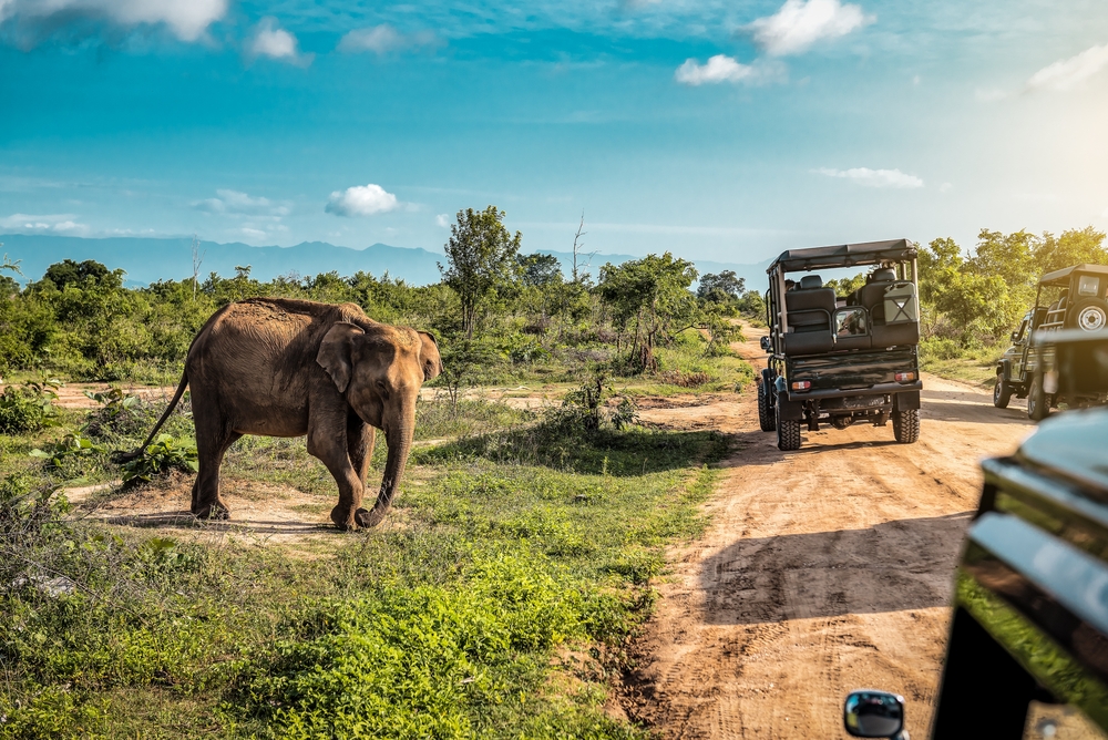 Elephant walking near dirt road with safari vehicles under clear blue sky.