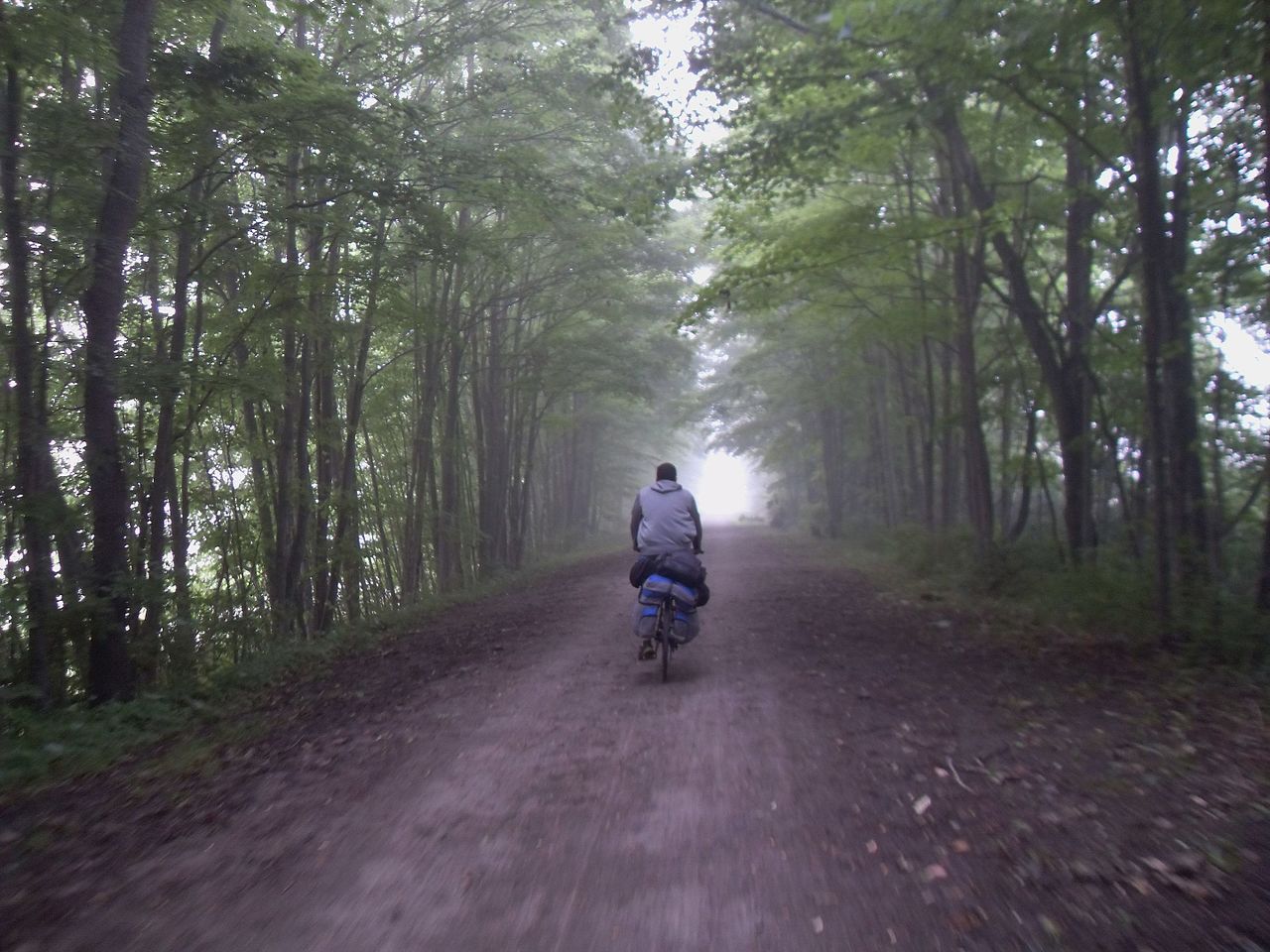 A person rides a bicycle on a foggy forest path surrounded by tall green trees.