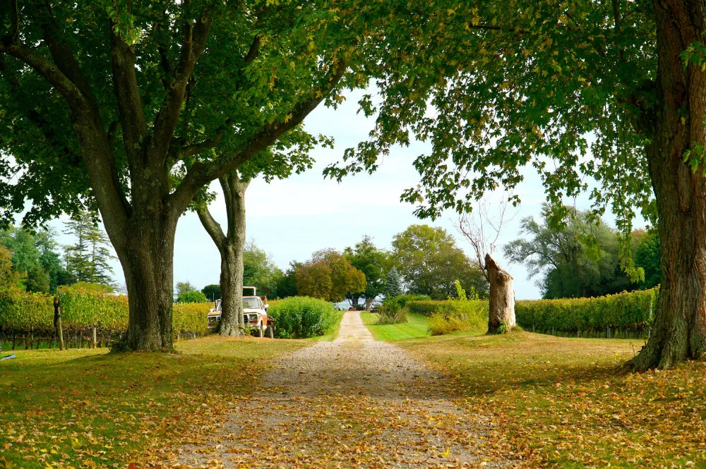 A gravel path lined with green trees and vineyard, with a vintage truck partially visible on the left.