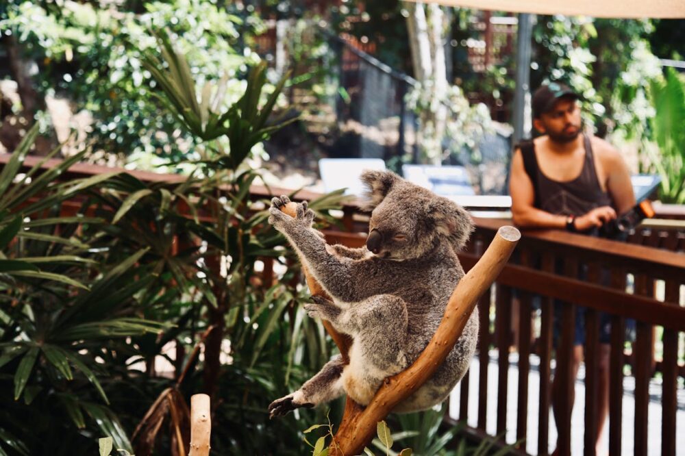 Koala sitting on a tree branch, with a man in the background.