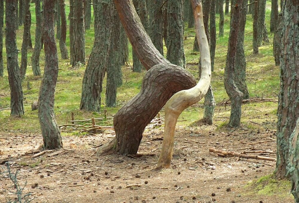 Dancing Forest. Lithuania