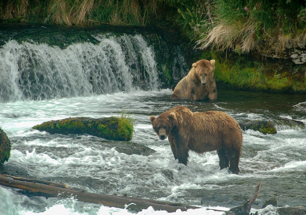 7. Katmai National Park and Preserve (Image Credits: Flickr)