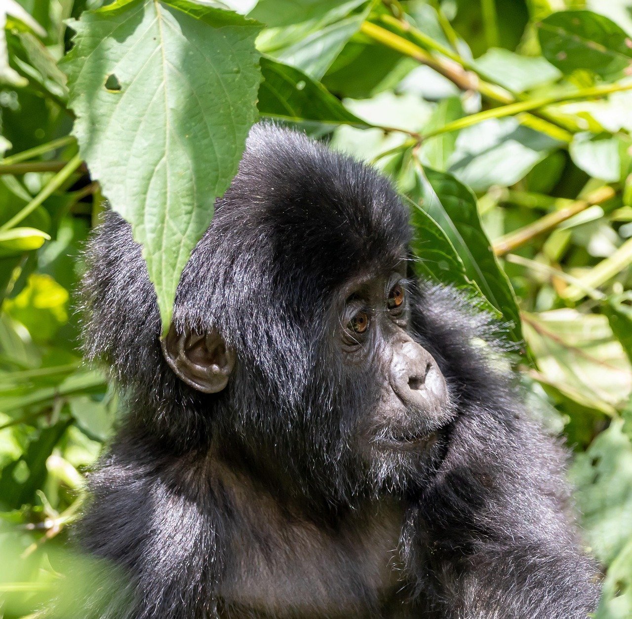 Uganda (Image Credits: Pixabay)