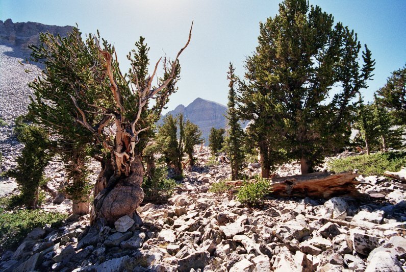 10. Great Basin National Park (Image Credits: Wikimedia)