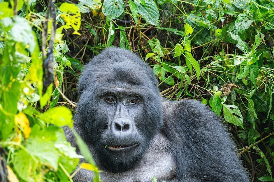 5. Gorilla Permits Sell Out Fast, Book Early (Image Credits: Pexels)