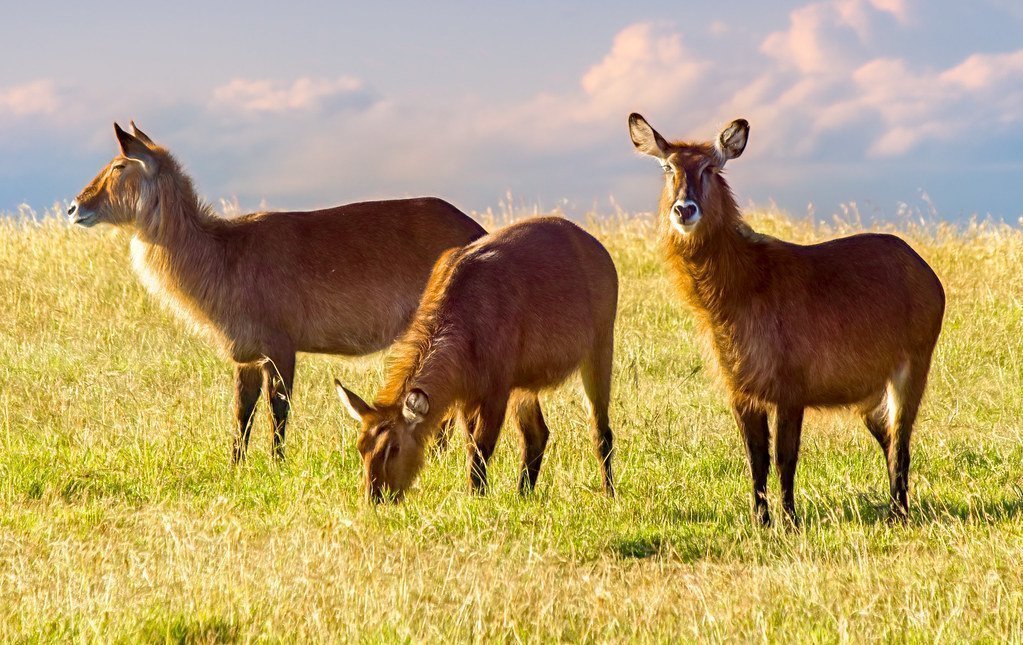 6. The Dry Season Is Peak Season, Timing Affects Both Price and Crowds (. Ray in Manila, Flickr, CC BY 2.0)